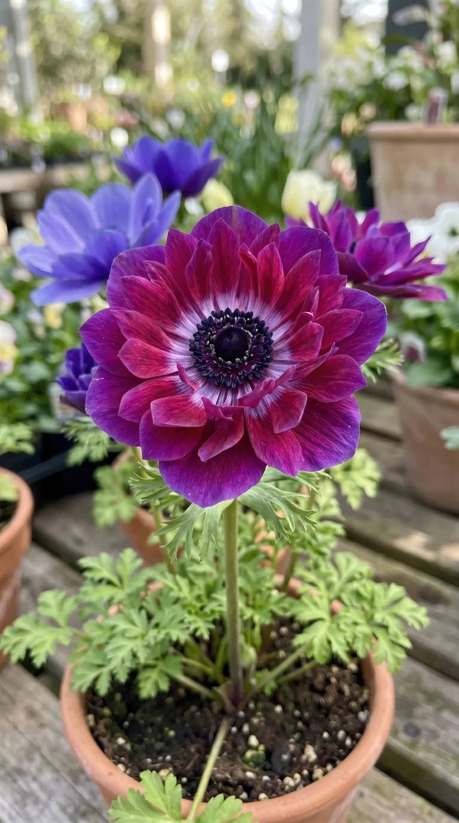 Anemone 'Mistral Bordeaux' - Harding & Bloom