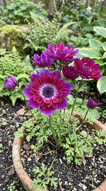 Anemone 'Mistral Bordeaux' - Harding & Bloom