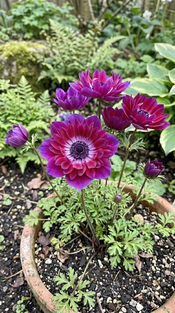 Anemone 'Mistral Bordeaux' - Harding & Bloom