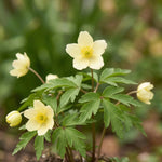 Anemone 'Lipsiensis Nemorosa' - Harding & Bloom