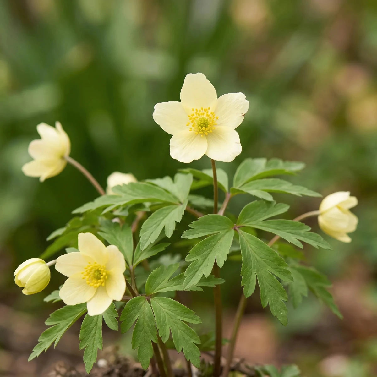Anemone 'Lipsiensis Nemorosa' - Harding & Bloom