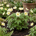 Anemone 'Lipsiensis Nemorosa' - Harding & Bloom