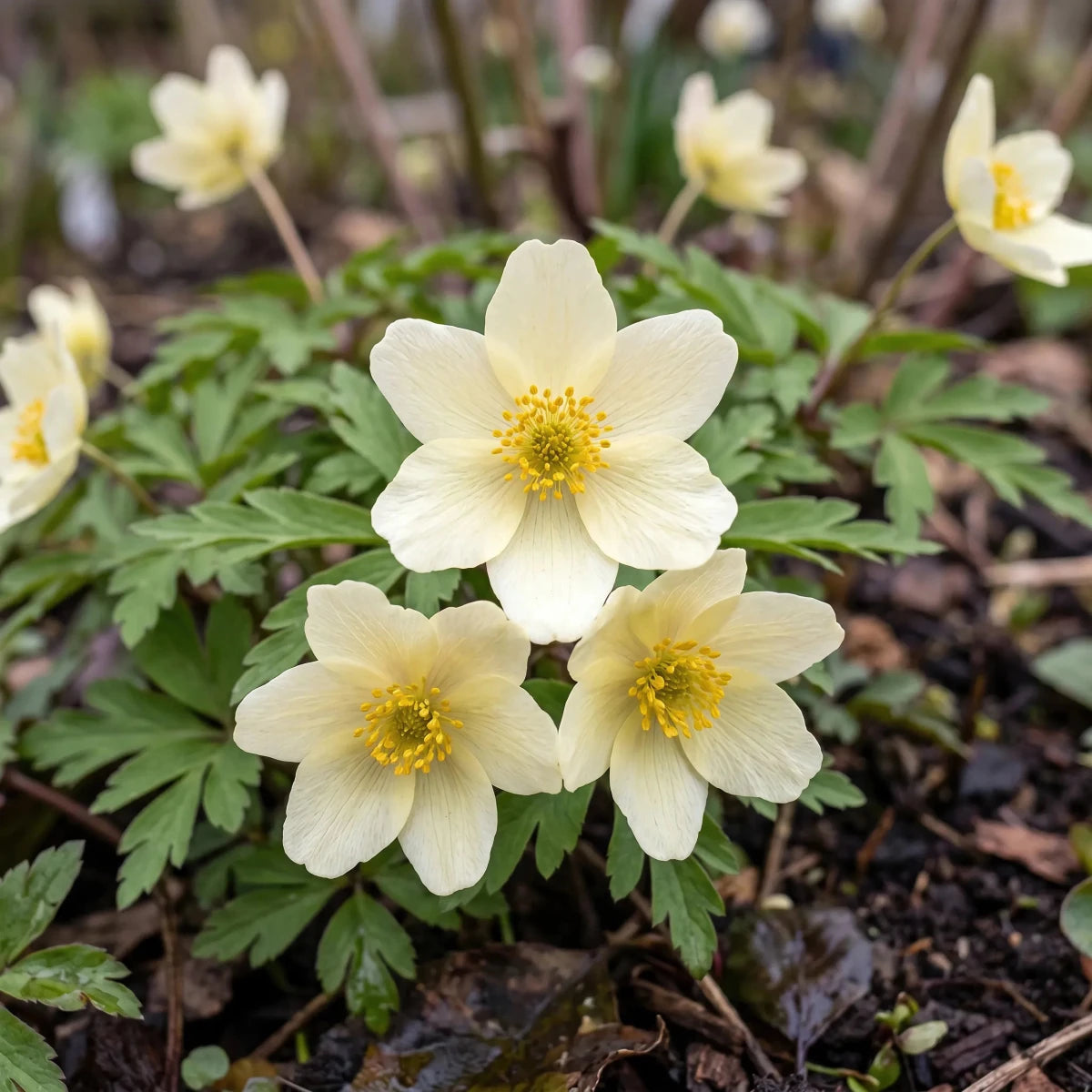 Anemone 'Lipsiensis Nemorosa' - Harding & Bloom