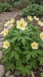 Anemone 'Lipsiensis Nemorosa' - Harding & Bloom
