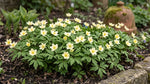 Anemone 'Lipsiensis Nemorosa' - Harding & Bloom