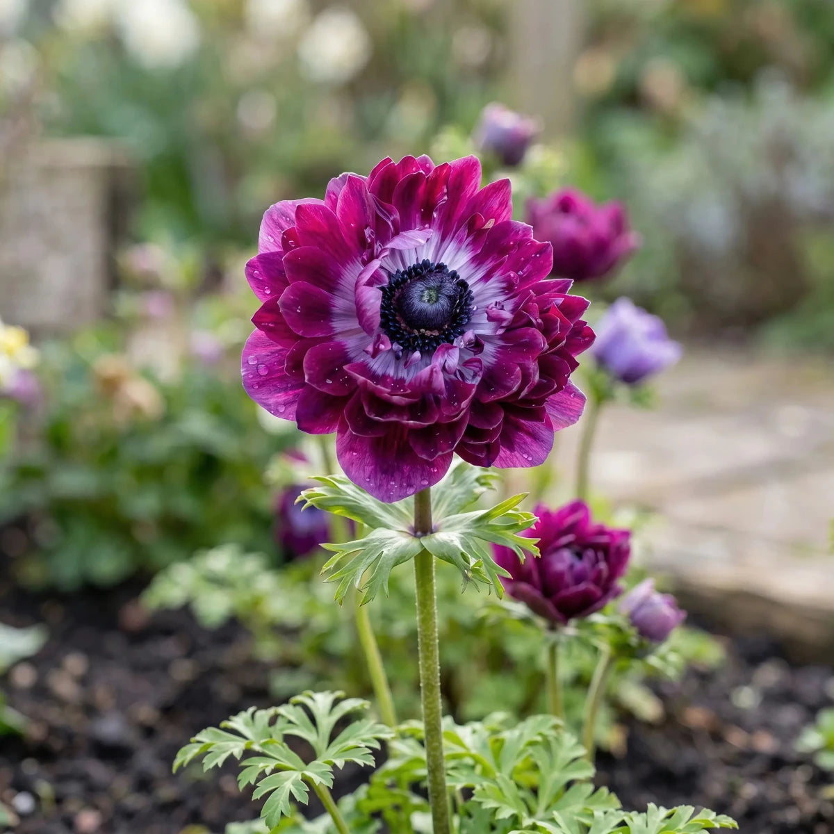 Anemone 'Levante Wine Double' - Harding & Bloom