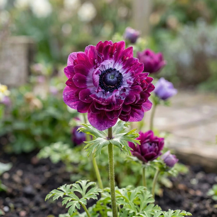Anemone 'Levante Wine Double'
