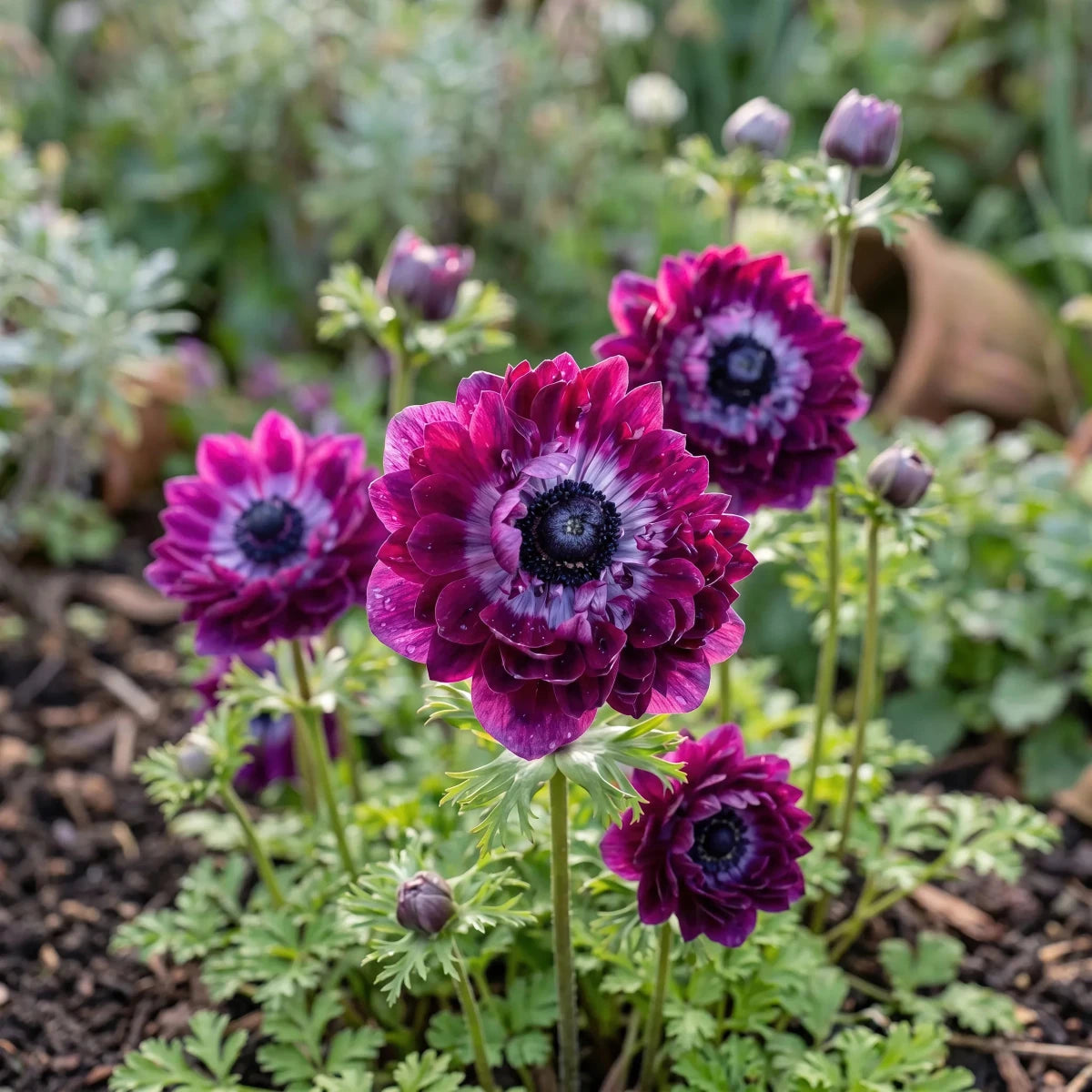 Anemone 'Levante Wine Double' image 2