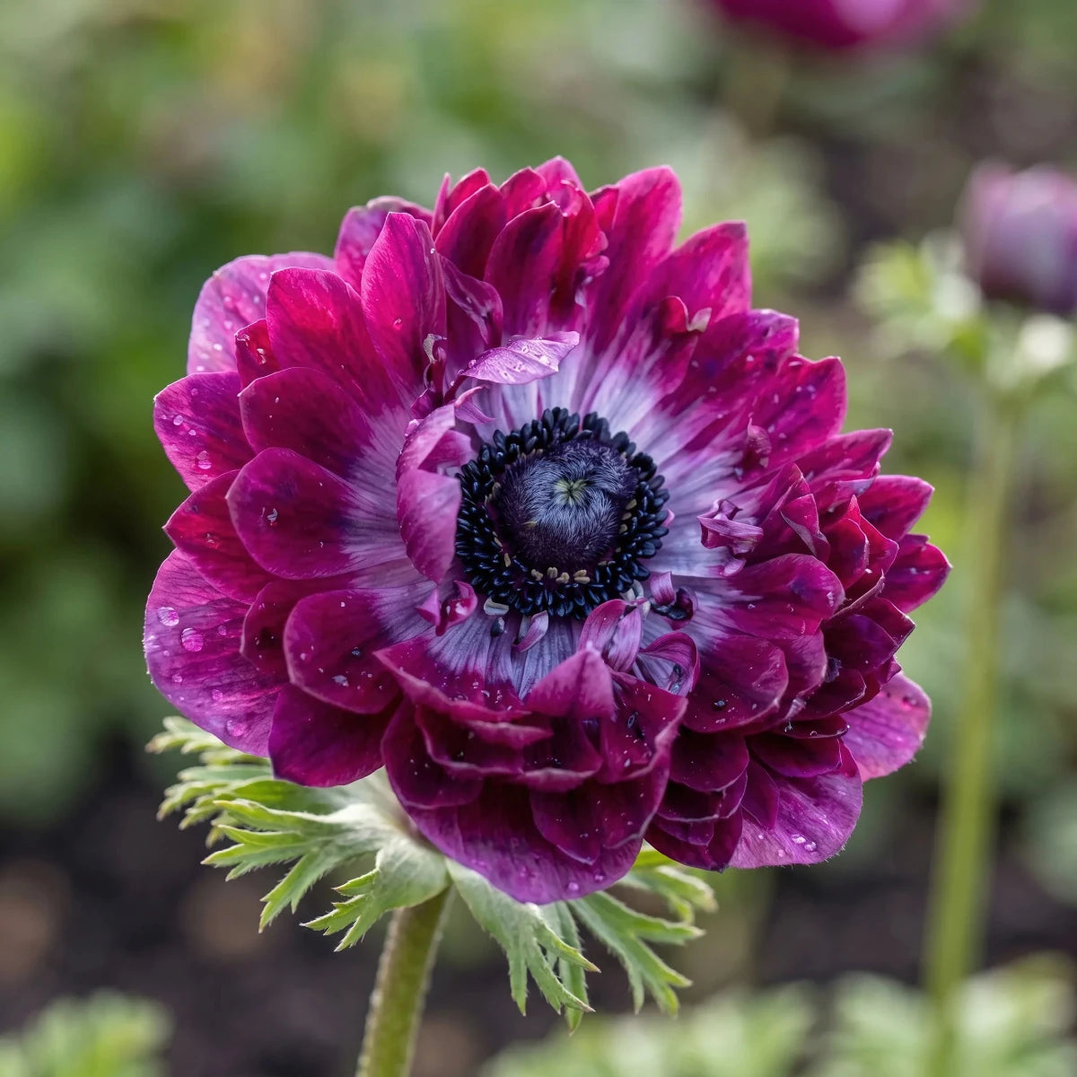 Anemone 'Levante Wine Double' image 3