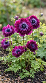 Anemone 'Levante Wine Double' image 5