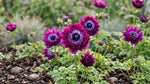 Anemone 'Levante Wine Double' image 6