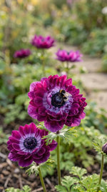 Anemone 'Levante Wine Double' image 7
