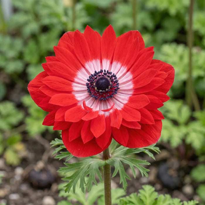 Anemone 'Levante Rosso Double'
