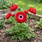 Anemone 'Levante Rosso Double' image 2