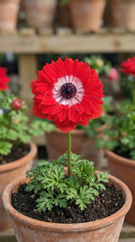 Anemone 'Levante Rosso Double' image 3