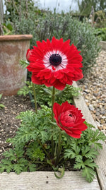 Anemone 'Levante Rosso Double' image 4