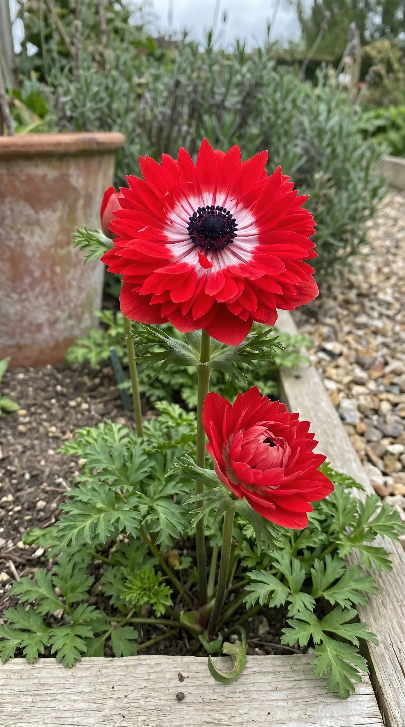 Anemone 'Levante Rosso Double' image 4