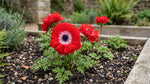 Anemone 'Levante Rosso Double' image 5
