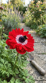 Anemone 'Levante Rosso Double' image 6