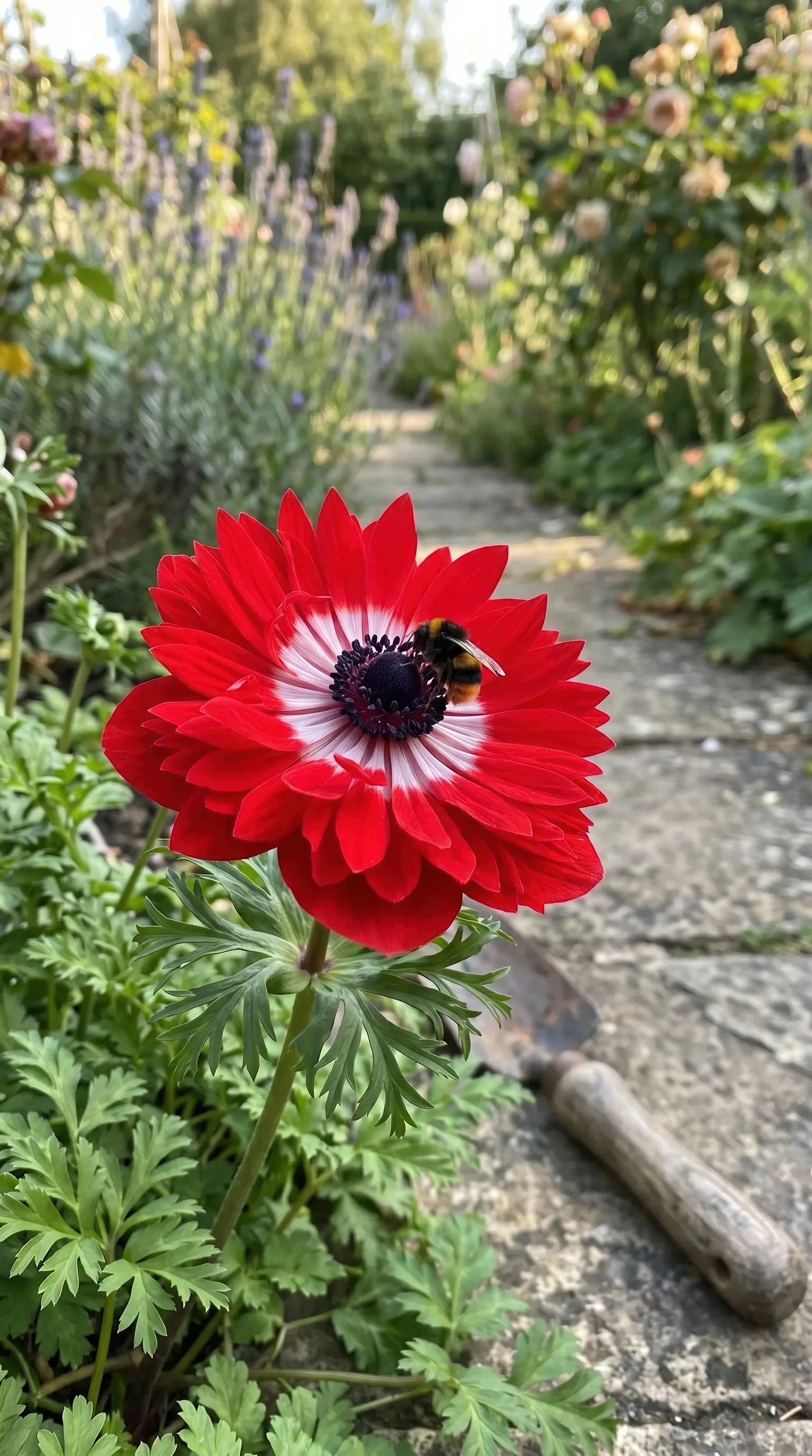 Anemone 'Levante Rosso Double' image 6