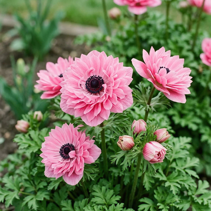 Anemone 'Levante Rosa Double'