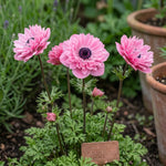 Anemone 'Levante Rosa Double' - Harding & Bloom