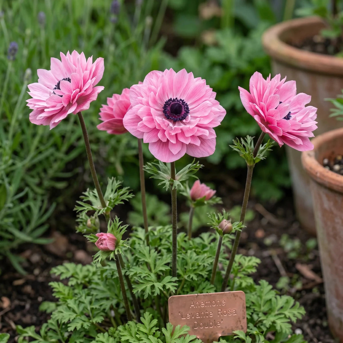 Anemone 'Levante Rosa Double' - Harding & Bloom
