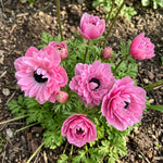 Anemone 'Levante Rosa Double' - Harding & Bloom