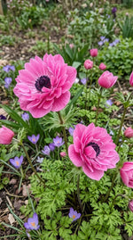 Anemone 'Levante Rosa Double' - Harding & Bloom