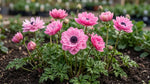 Anemone 'Levante Rosa Double' - Harding & Bloom