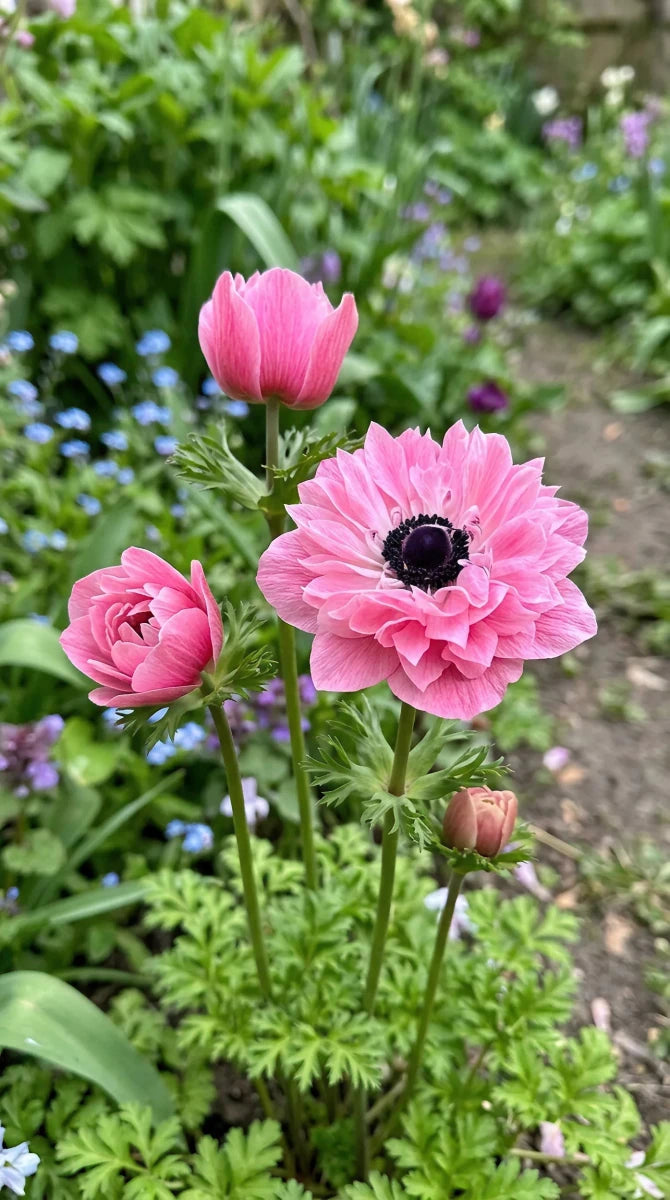 Anemone 'Levante Rosa Double' - Harding & Bloom