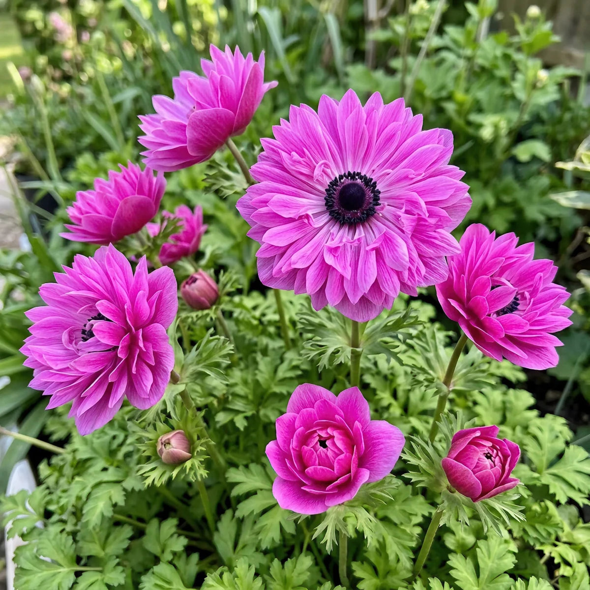 Anemone coronaria 'Levante Fucsia' Double - Harding & Bloom