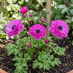 Anemone coronaria 'Levante Fucsia' Double - Harding & Bloom