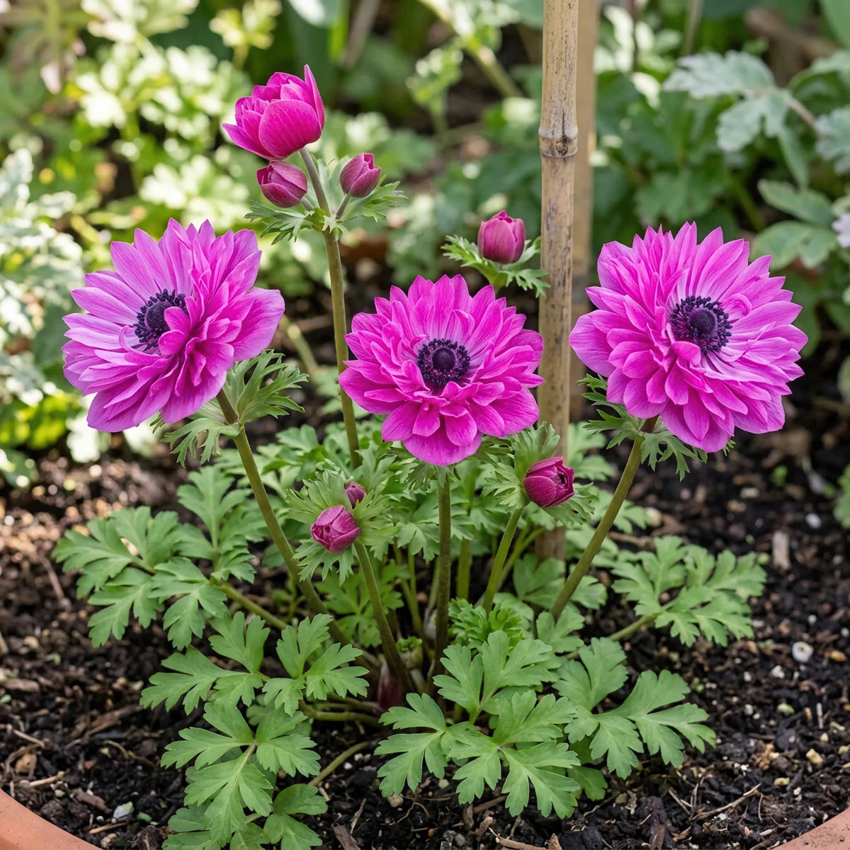 Anemone coronaria 'Levante Fucsia' Double - Harding & Bloom