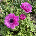 Anemone coronaria 'Levante Fucsia' Double - Harding & Bloom