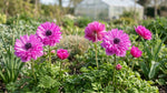 Anemone coronaria 'Levante Fucsia' Double - Harding & Bloom