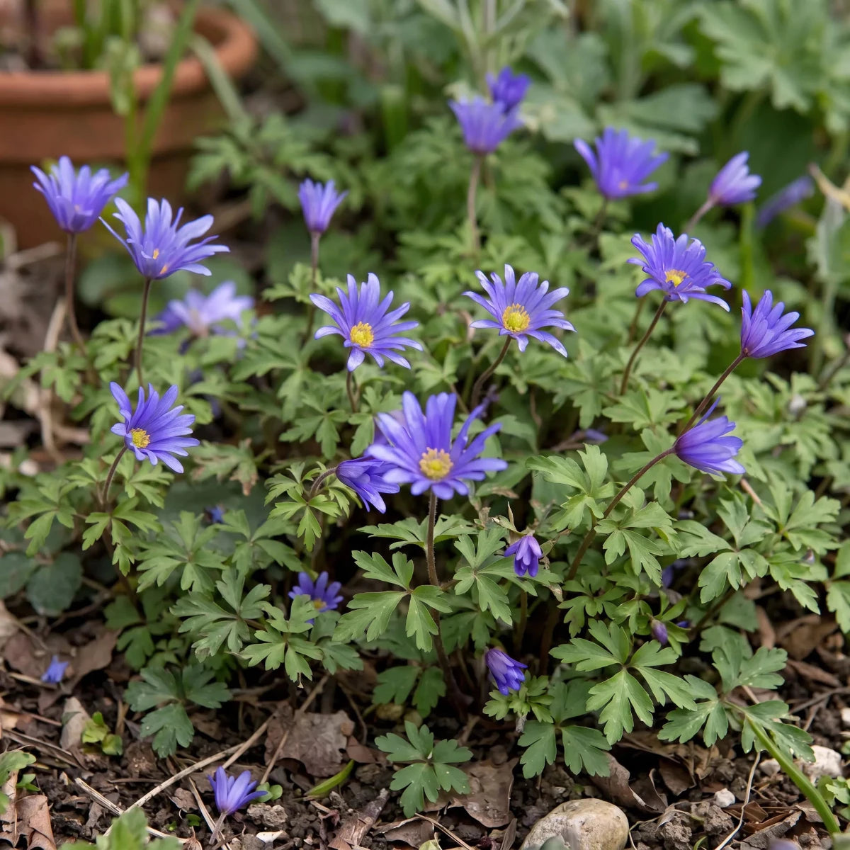 Anemone 'Blue Shades Blanda' - Harding & Bloom