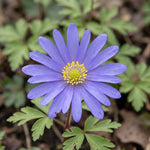 Anemone 'Blue Shades Blanda' - Harding & Bloom