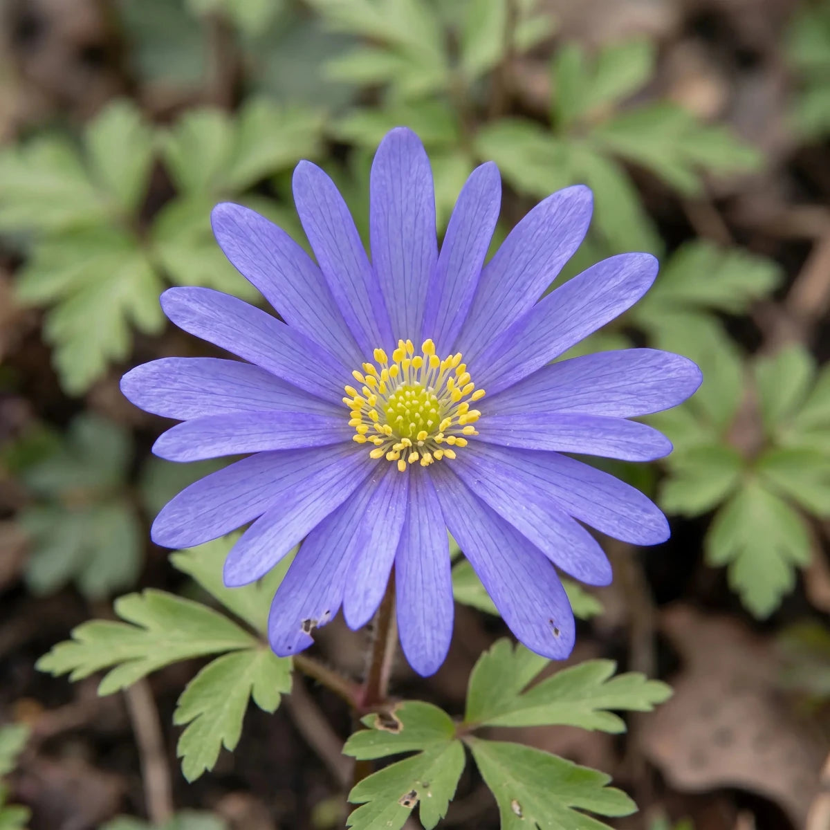 Anemone 'Blue Shades Blanda' - Harding & Bloom
