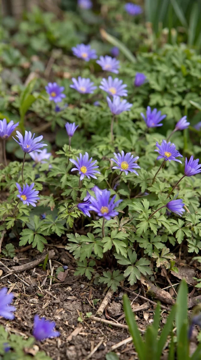 Anemone 'Blue Shades Blanda' - Harding & Bloom