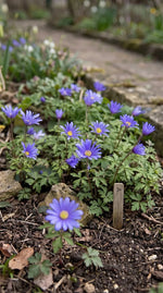 Anemone 'Blue Shades Blanda' - Harding & Bloom