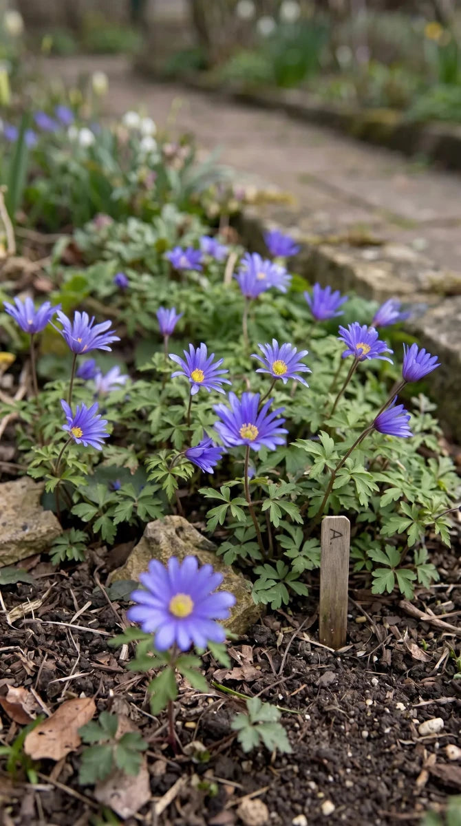 Anemone 'Blue Shades Blanda' - Harding & Bloom