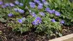 Anemone 'Blue Shades Blanda' - Harding & Bloom