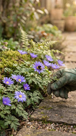 Anemone 'Blue Shades Blanda' - Harding & Bloom