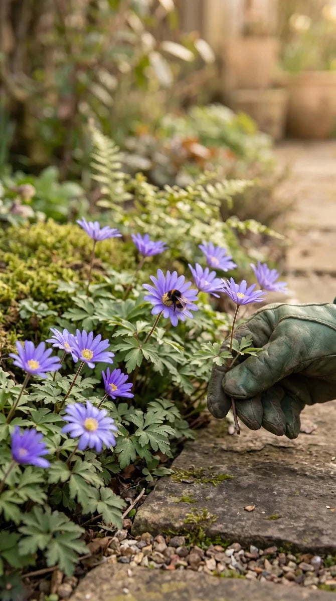 Anemone 'Blue Shades Blanda' - Harding & Bloom