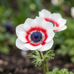 Anemone 'Bicolor' (garden anemone) - Harding & Bloom