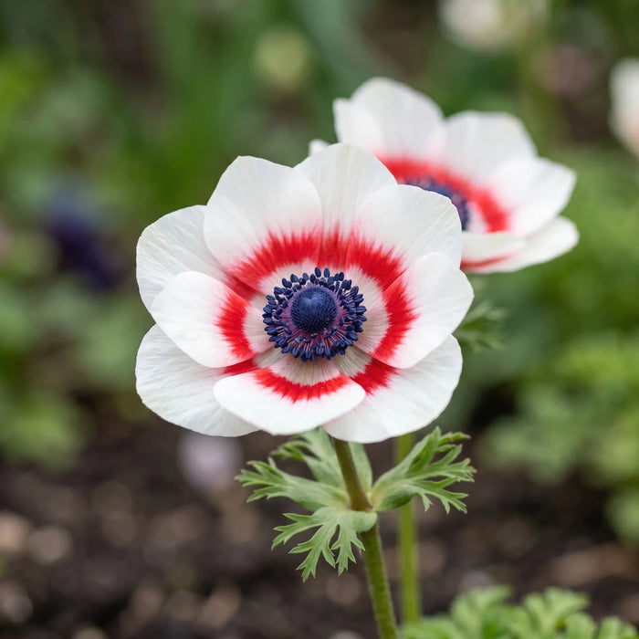 Anemone 'Bicolor' (Garden Anemone)