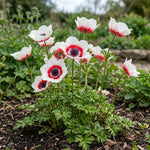 Anemone 'Bicolor' (garden anemone) - Harding & Bloom