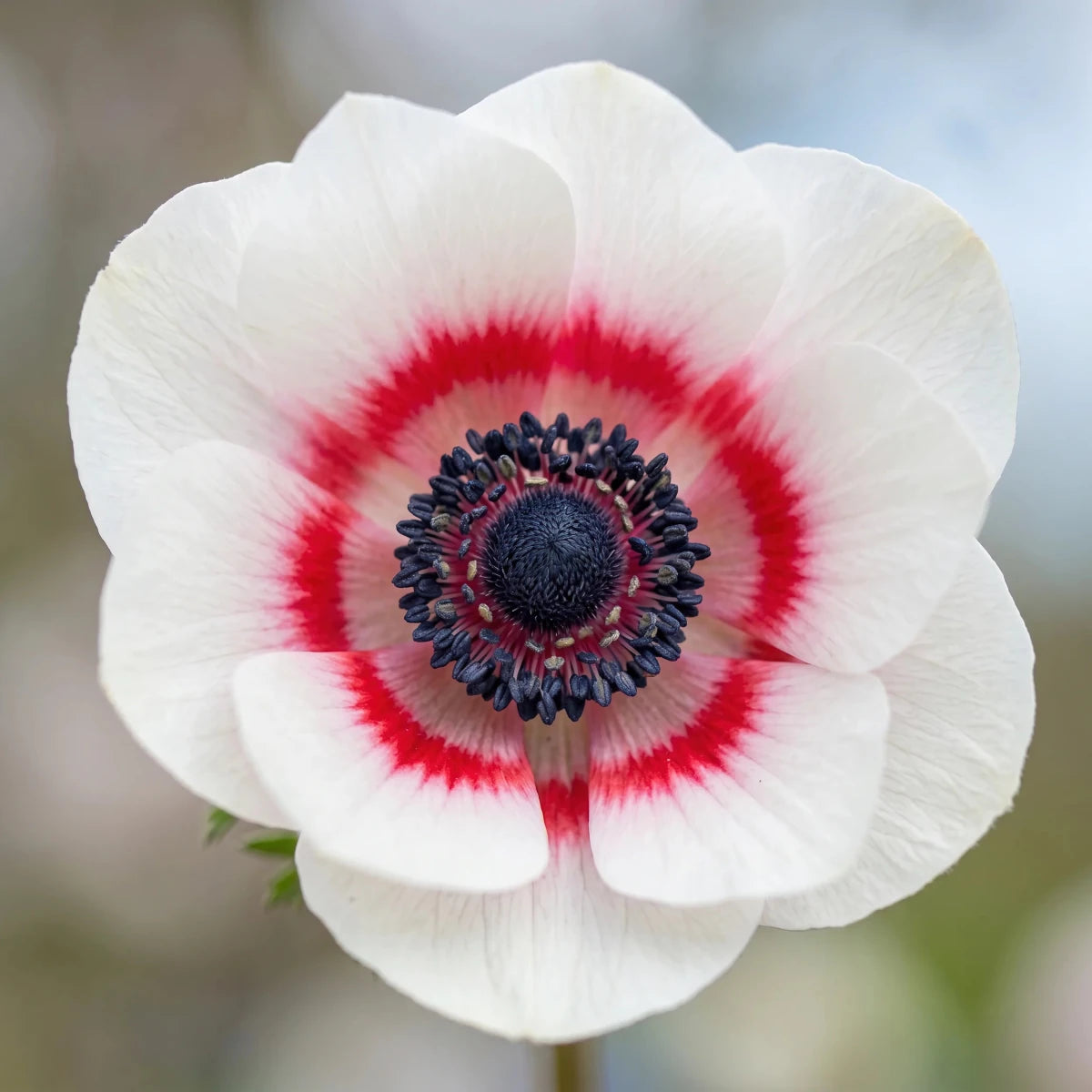 Anemone 'Bicolor' (garden anemone) - Harding & Bloom