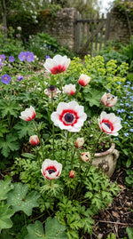 Anemone 'Bicolor' (garden anemone) - Harding & Bloom